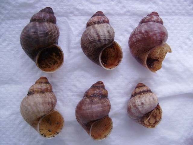 Pomatias elegans